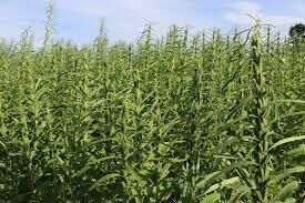 Imagem de compartilhamento para o artigo Governo de MS amplia isenção de ICMS para diversificar produção agrícola no Estado da MS Todo dia